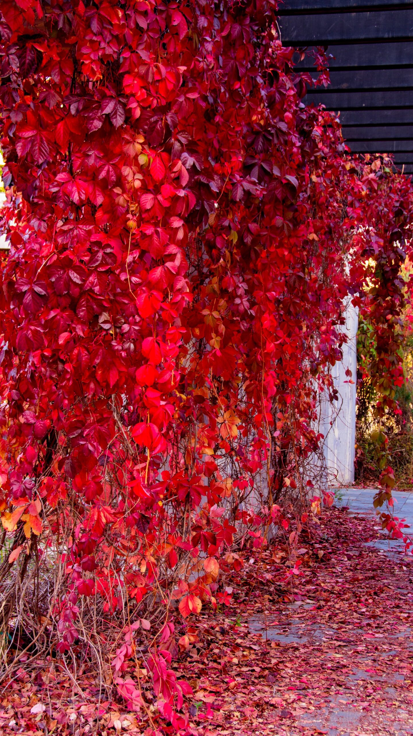 一到秋天爬山虎就会变换脸色,由原来绿色变成了红绿相间,黄红色,鲜