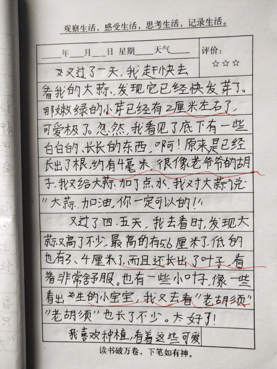 蒜苗的观察日记400字(蒜苗观察日记作文300字)