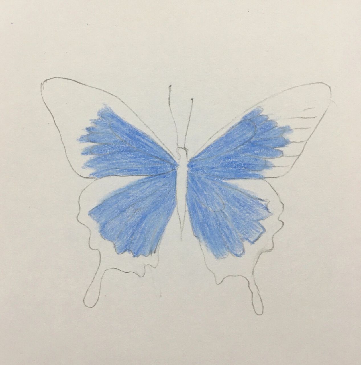 彩铅蓝色蝴蝶03画法(含详细绘画过程图)