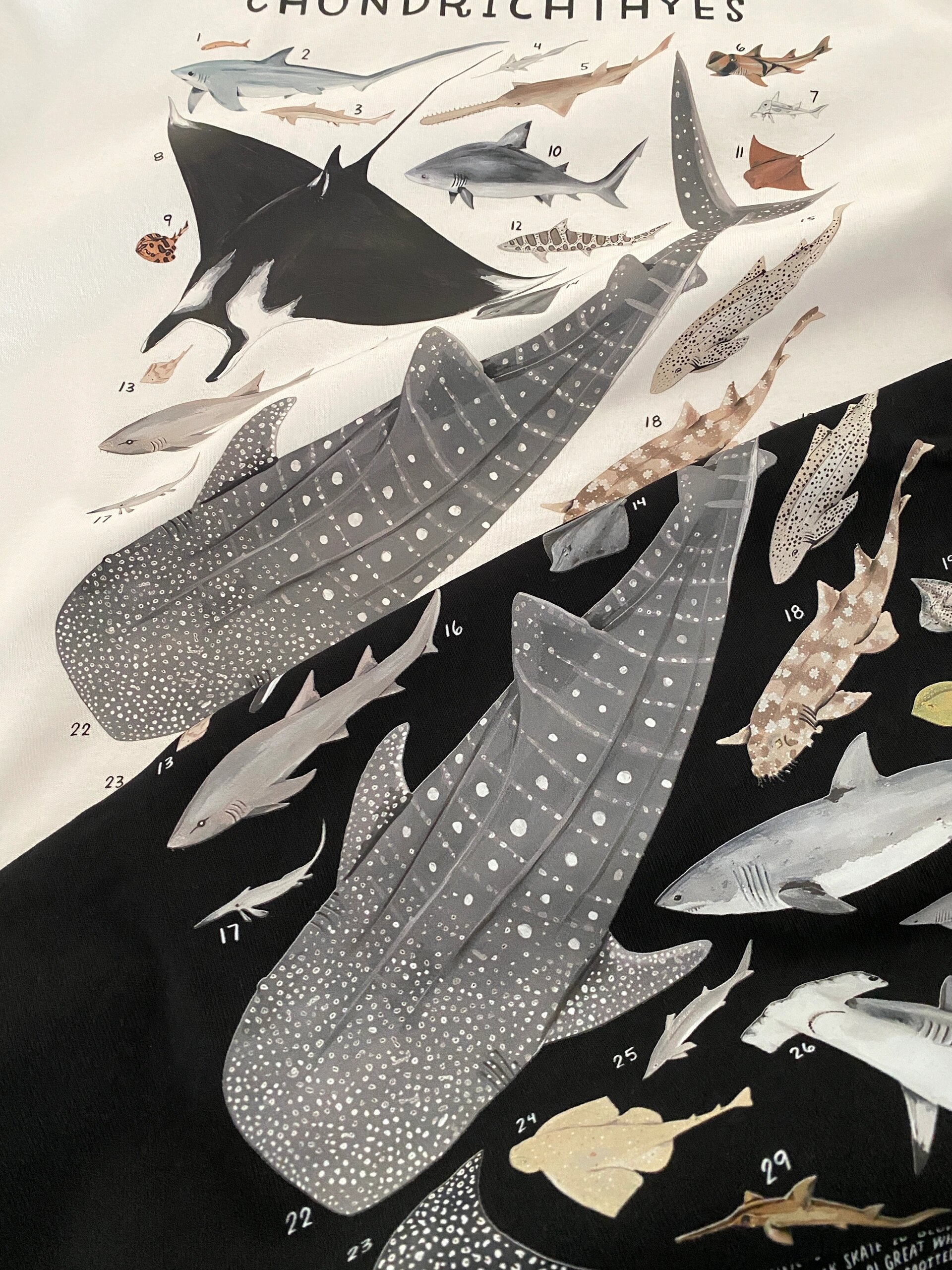 海洋里的大家伙 软骨鱼知识大科普