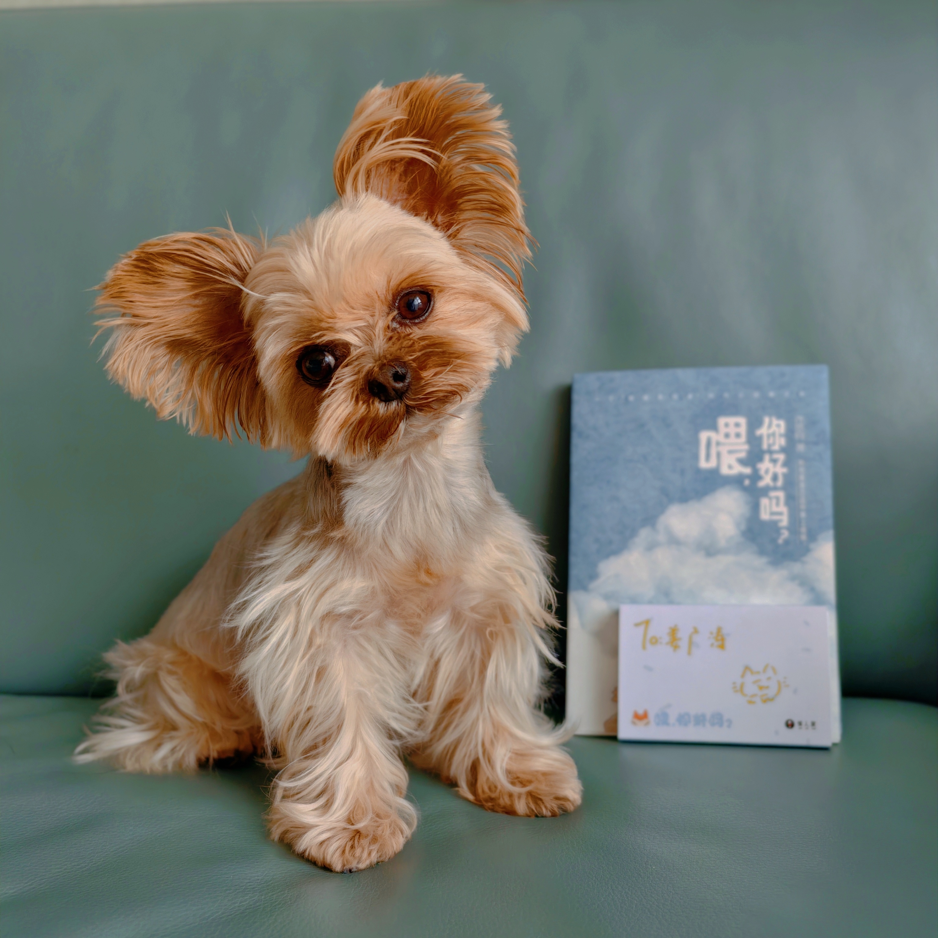 刚下楼时狗妹很兴奋,扯着绳子径直往前奔,不理任何小伙伴