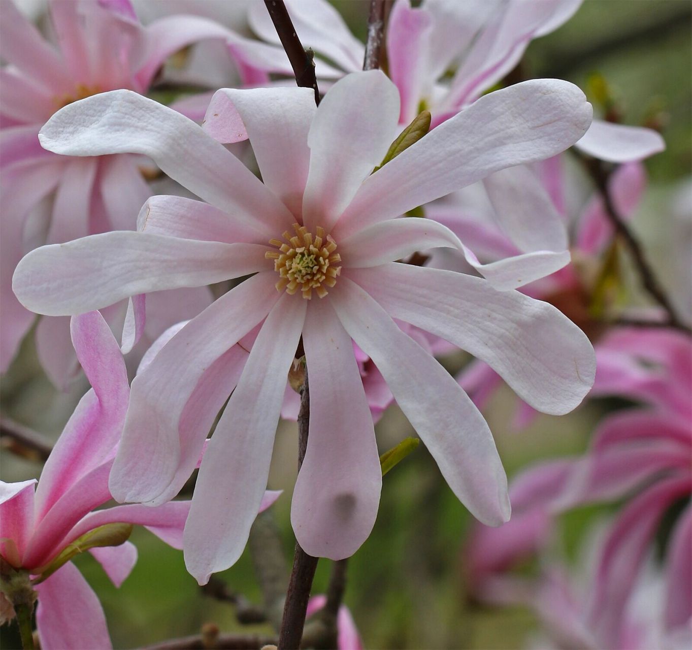 花园里种下一棵星光花树——星花玉兰 星花玉兰原产日本岐阜县,与一般