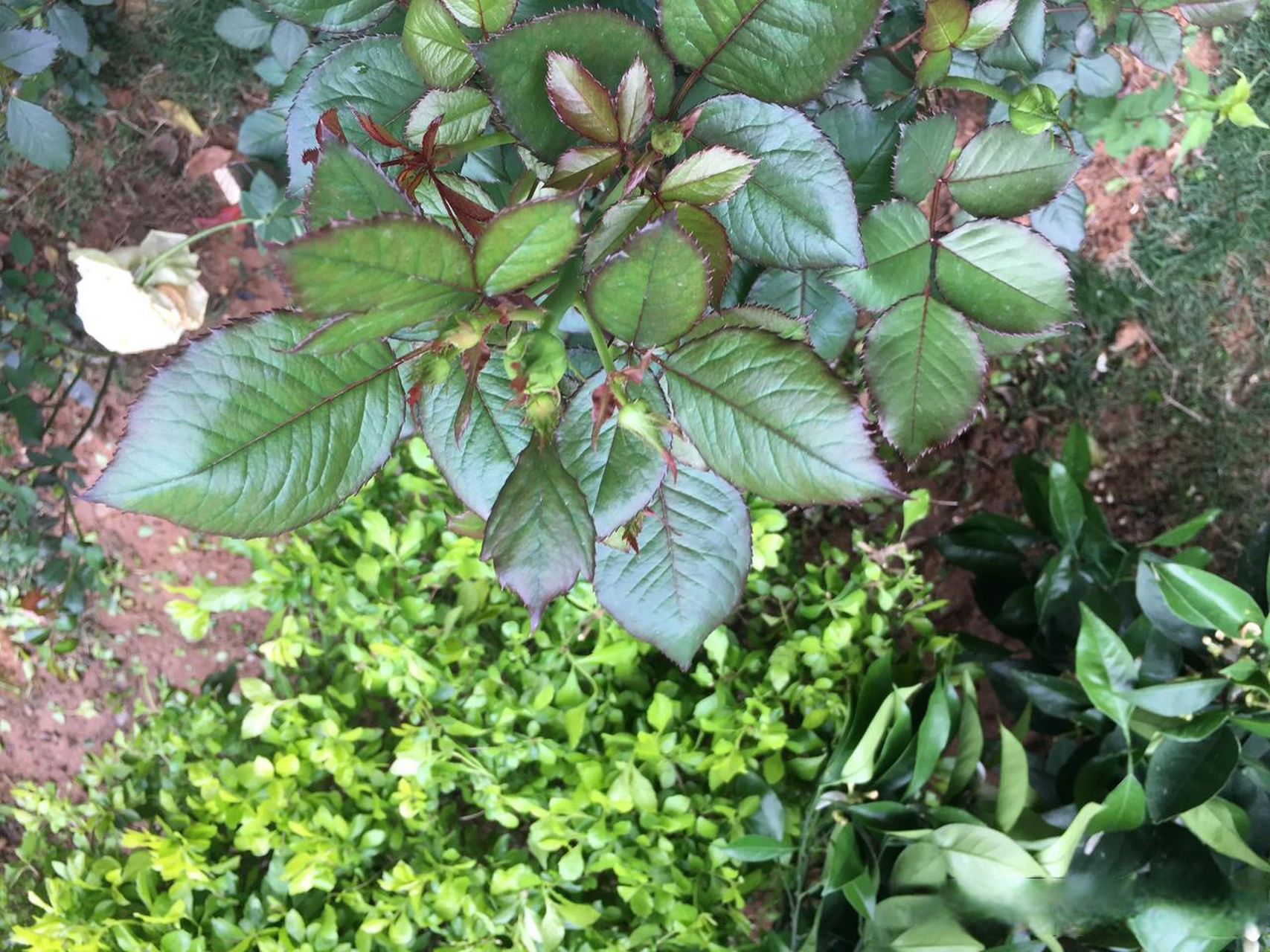 莺飞草长花吐蕊