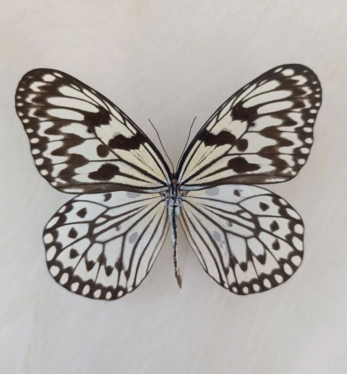 大帛斑蝶 大帛斑蝶,亦称大白斑蝶,大帛斑蝶翅展120～140毫米,雌雄色彩