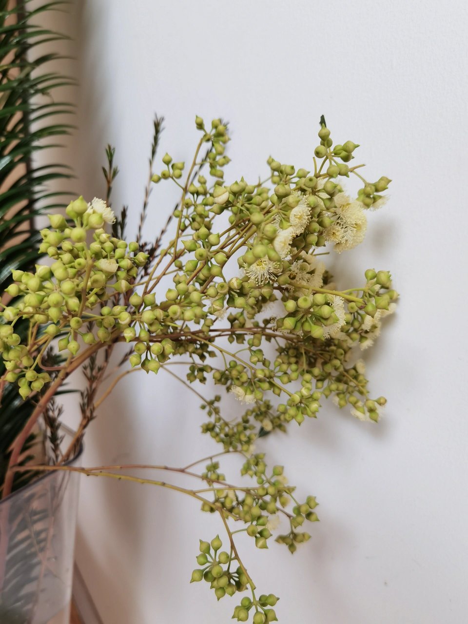 认识花花草草2～小米果 小米果的花语:开心喜悦,遇见光明!