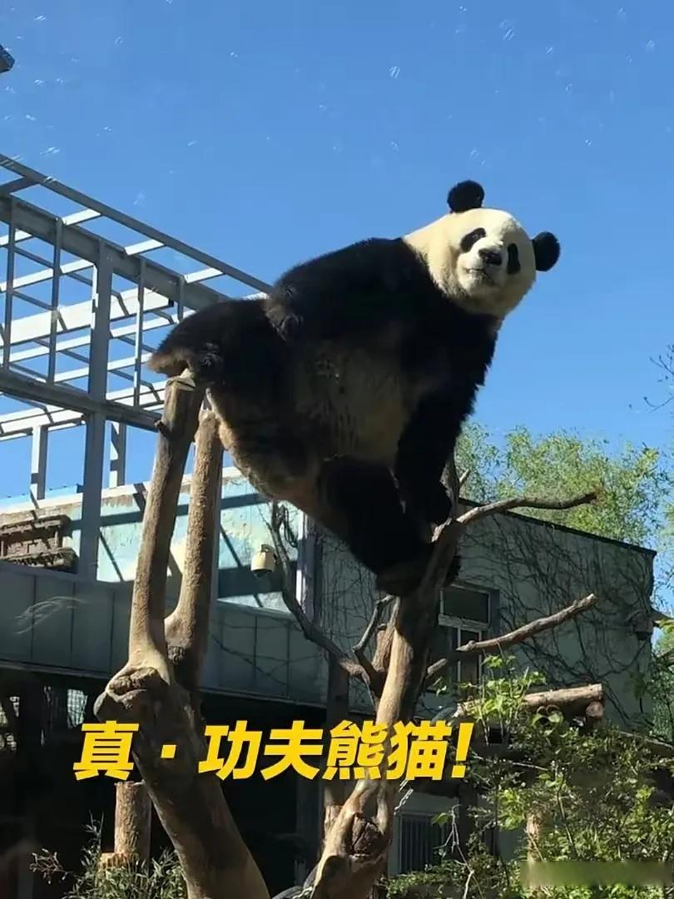 "西直门三太子"萌兰: 爸爸美兰:一只温润如玉的海归大熊猫 妈妈萌萌