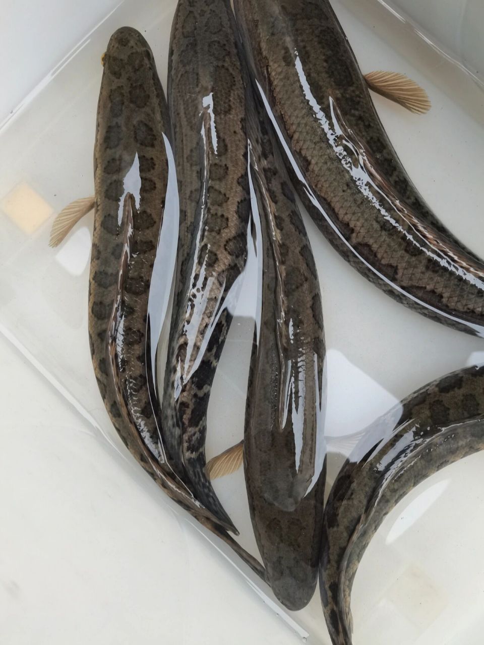 邻居送的野生黑鱼