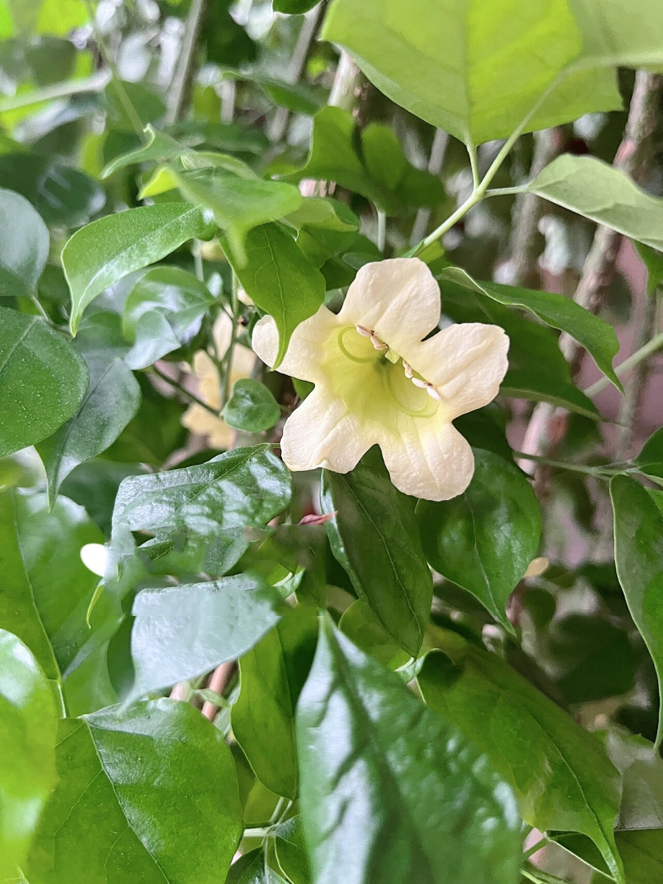 花开见喜98幸福树开花啦 买回来刚好快一年了,从来没怎么施肥打理