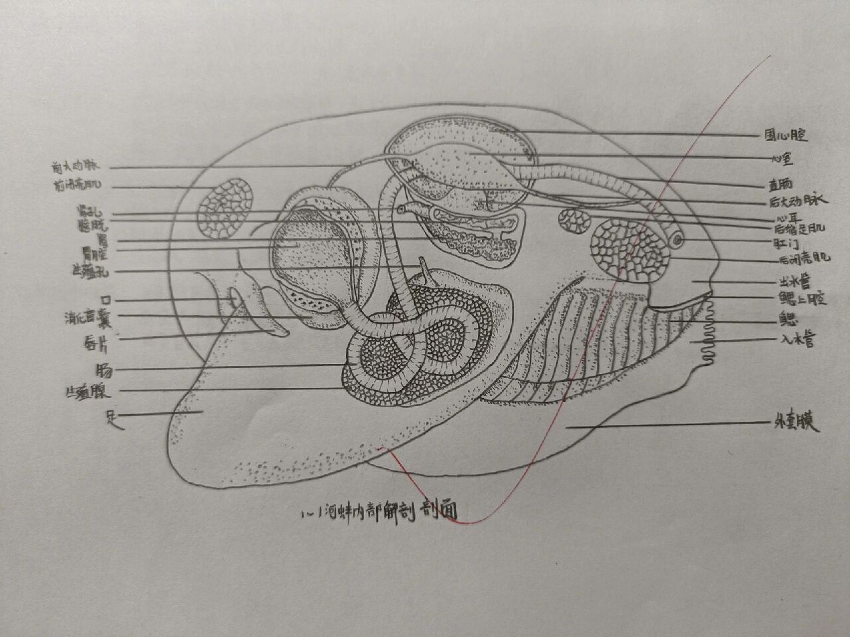 河蚌的内部结构图手绘图片