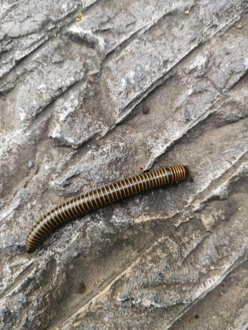 消灭马陆虫的小妙招 马陆虫也叫千足虫,千脚虫,体