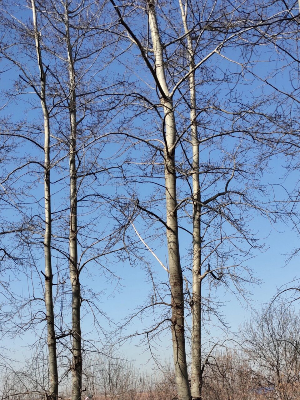 冬季的白杨树还是很美的 只有这样的冷天,天才如此蓝,阳光才明媚!