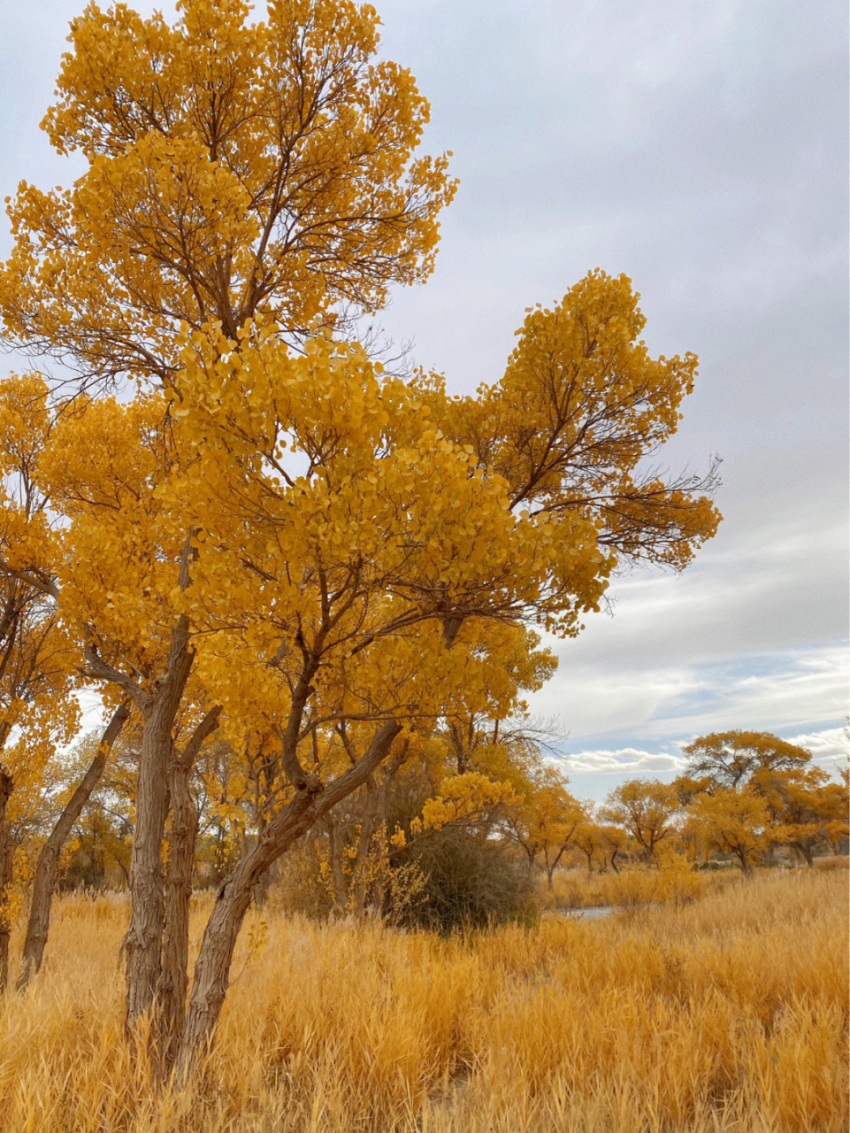 泽普金胡杨国家森林公园 位于泽普县西南36公里处亚斯墩林场境内 坐落