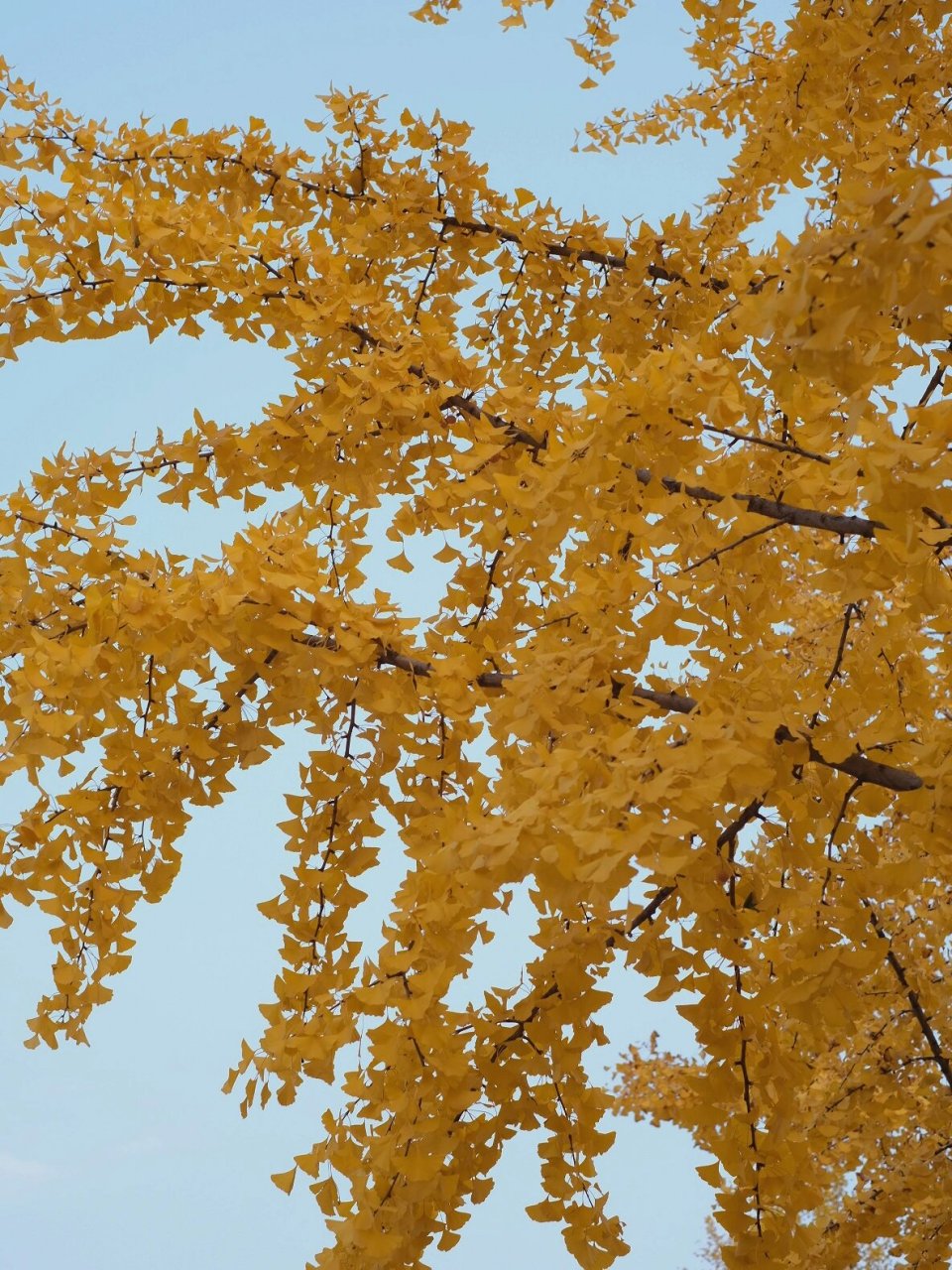 校园里的秋天 很好看的银杏叶!
