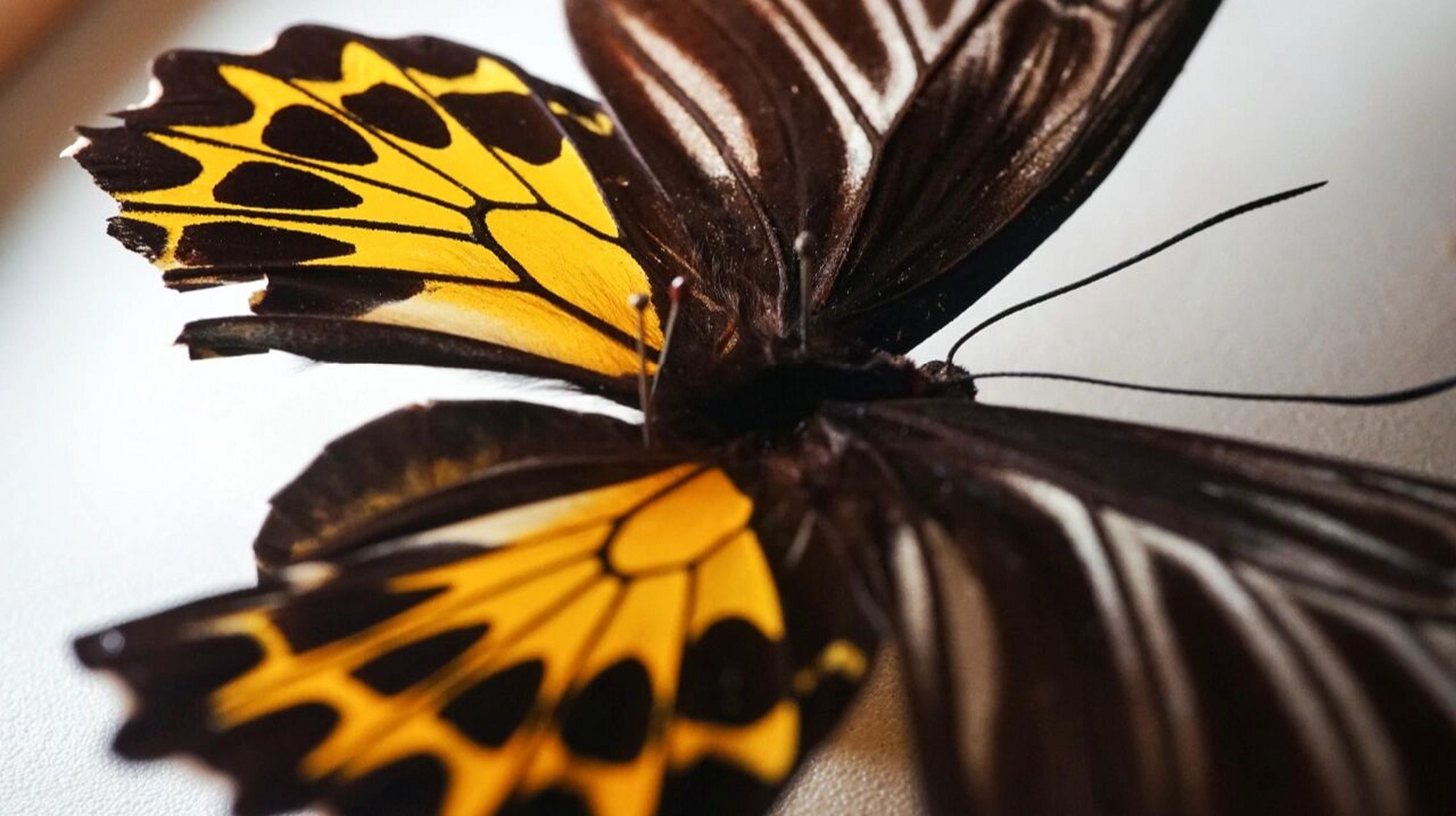 世界上最大的蝴蝶图片图片