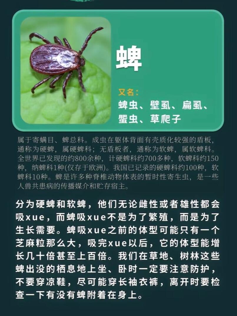科普|家中除了蚊子外还有哪些咬人的虫子 盘点一下家庭中常见的这几种