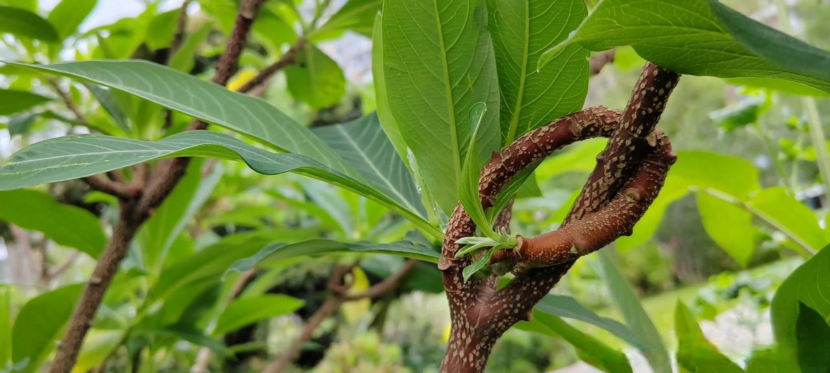 结香花的花,是圆梦的花;结香树的结,是情人的结.