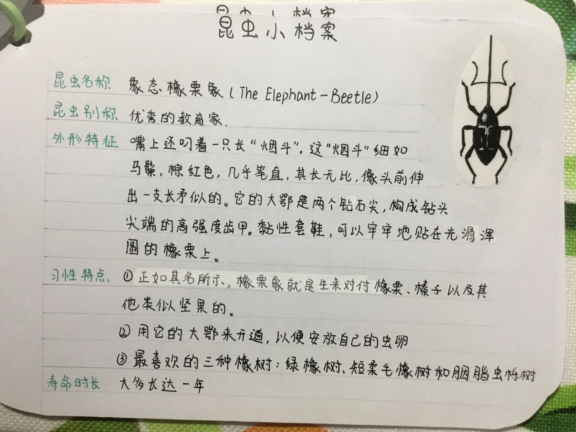 昆虫记的昆虫介绍,昆虫记的昆虫介绍及特点思维导图
