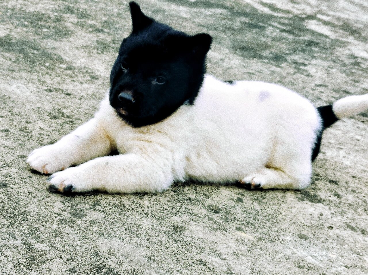 黑头白身身带印的田园犬 可能小狗狗也有自己的烦恼吧,也需要思考狗生