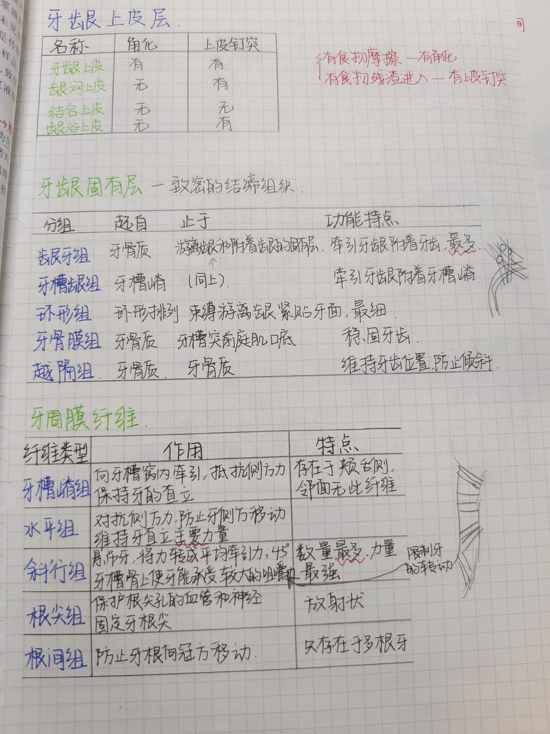 口腔组织病理学 牙龈上皮层,牙龈固有层纤维,牙周膜纤维