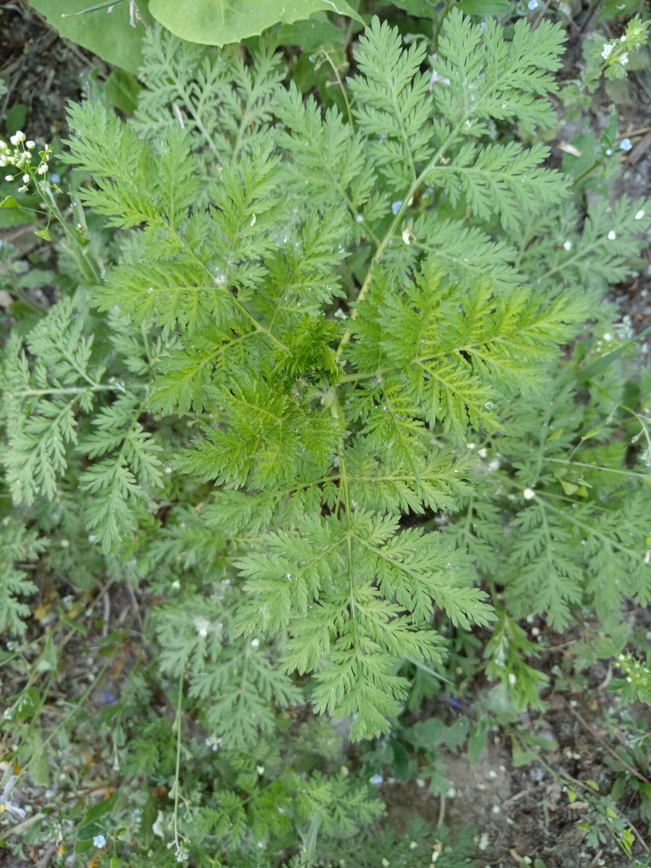 植物黄蒿长什么样子图片