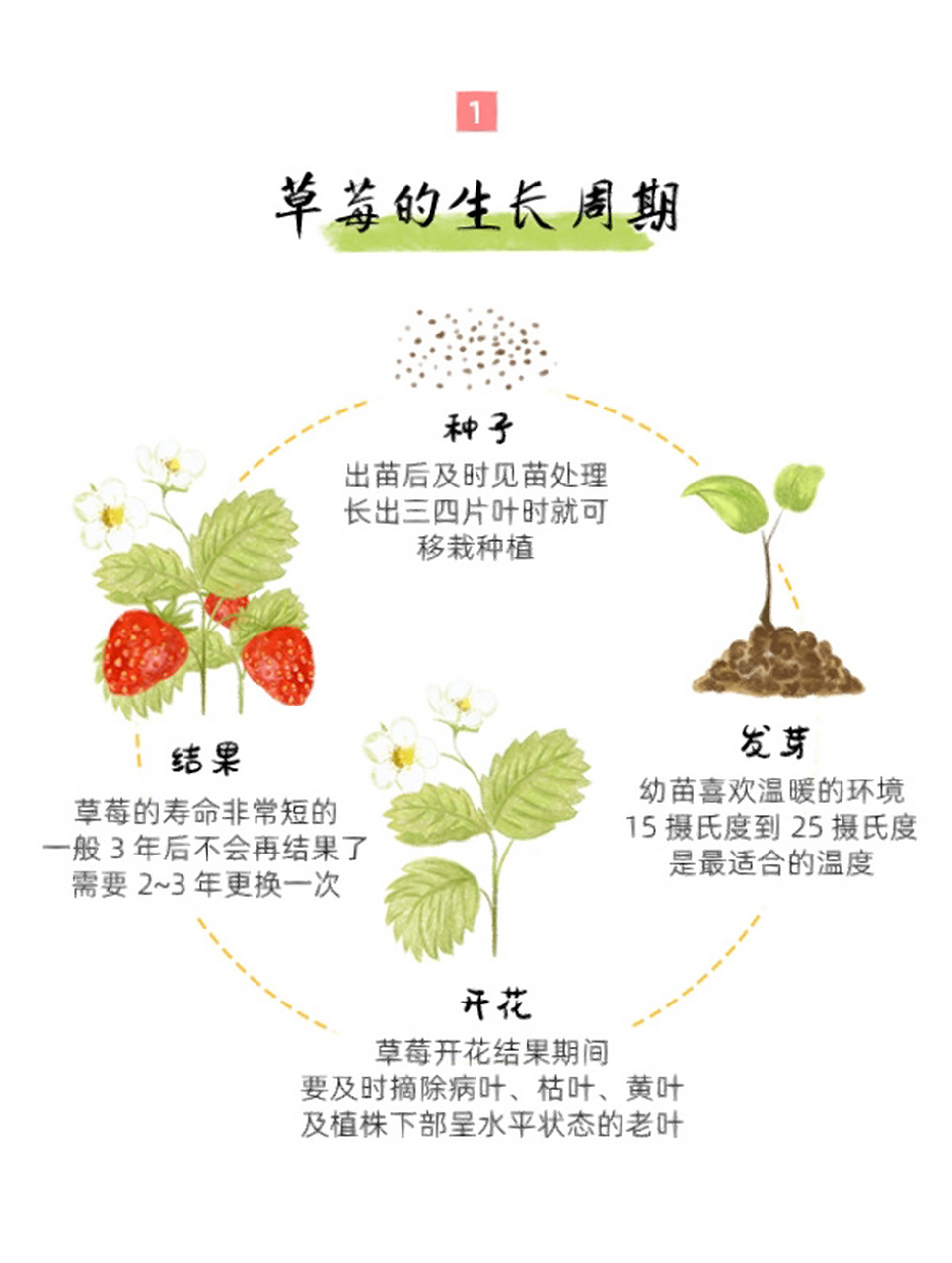开花 草莓开花结果