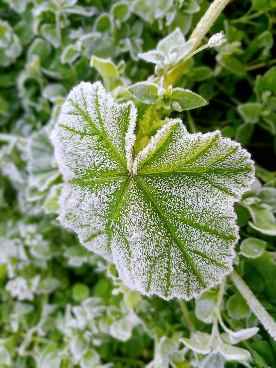 古人云:霜,露所凝也