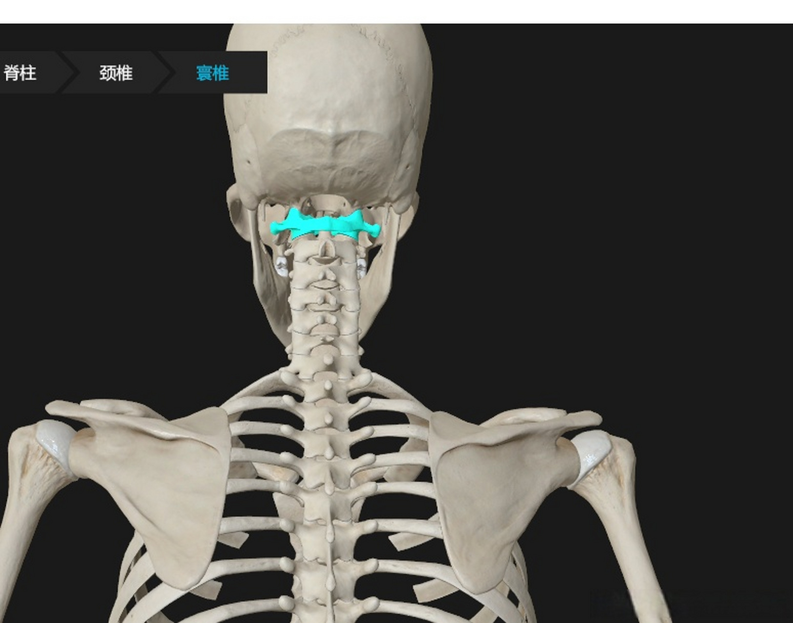 寰椎即第一颈椎,因为像个环一样,所以叫 huan 椎,直接与枕骨相连,没