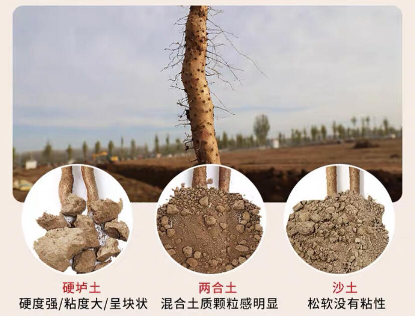 铁棍山药的秘密 正宗垆土地山药你买对了吗71 古时候河南焦作地区被