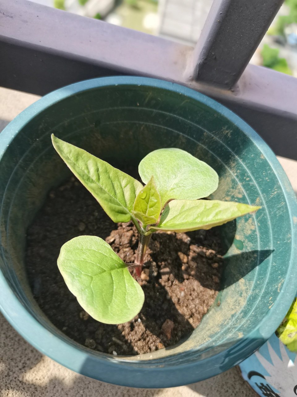 种花日记 | 紫茉莉(地雷花) 春暖花开五月了 确认过搜图,是紫茉莉