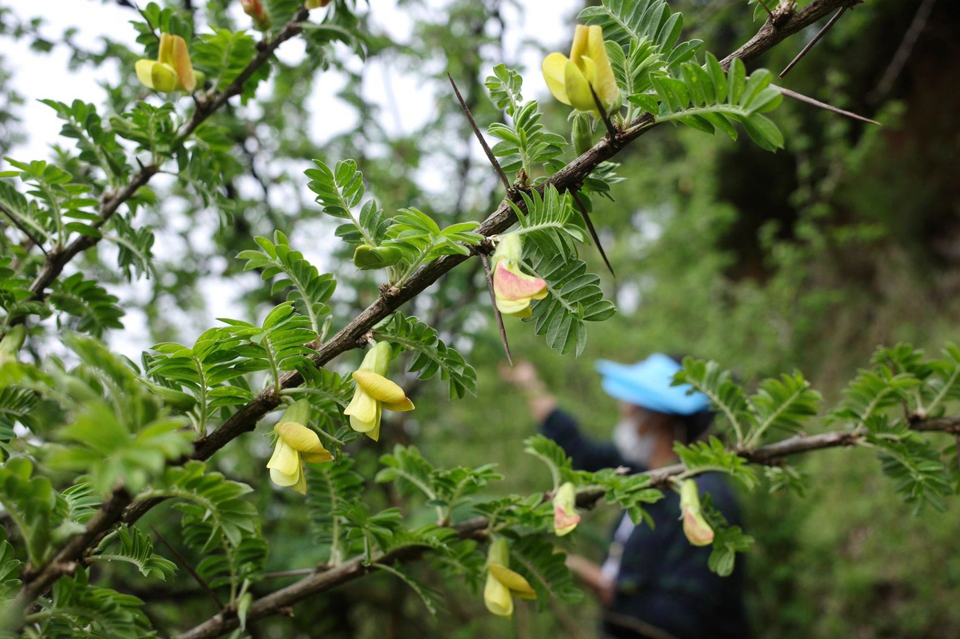 吃了那么多金雀花炒蛋,第一回看它长在树上的样子,这刺长得,比採花椒