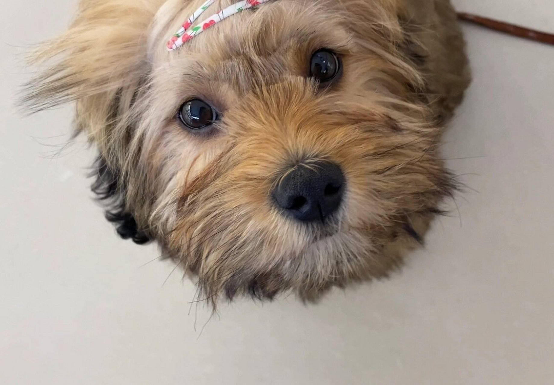 泰迪和不知名狗狗的串串 四个月,在家大小便去外面就不拉,但是真的好