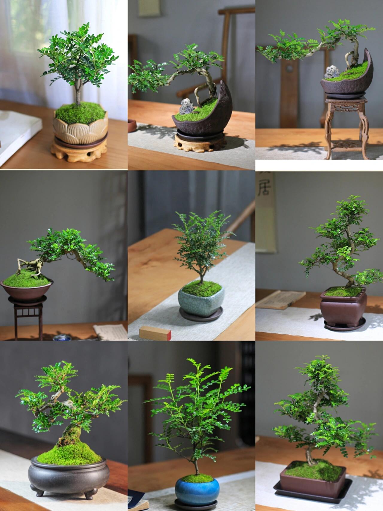 每日盆栽-清香木