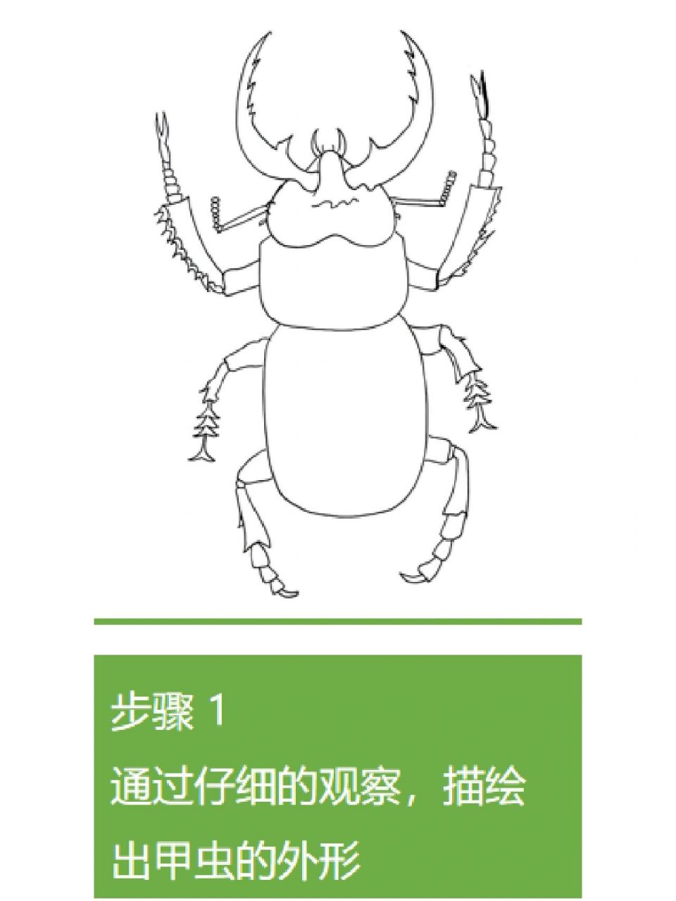 甲虫简单画法图片