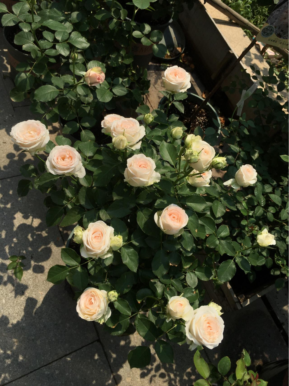 第三弹——陶瓷蕾丝 陶瓷蕾丝是一款来自荷兰的切花月季.