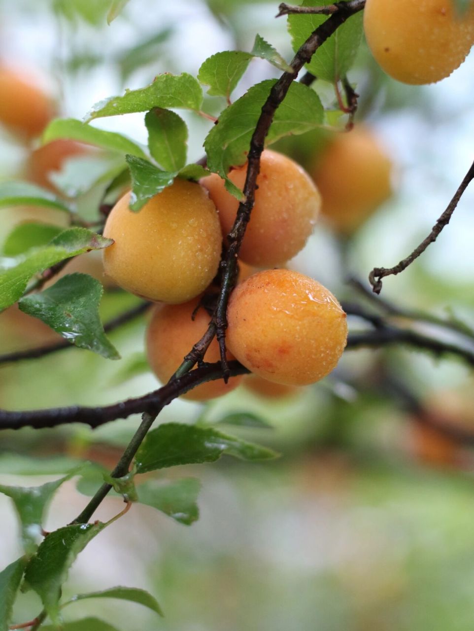江南的梅雨季总是如期而至,空气也开始变得潮湿闷热起来了,让人莫名