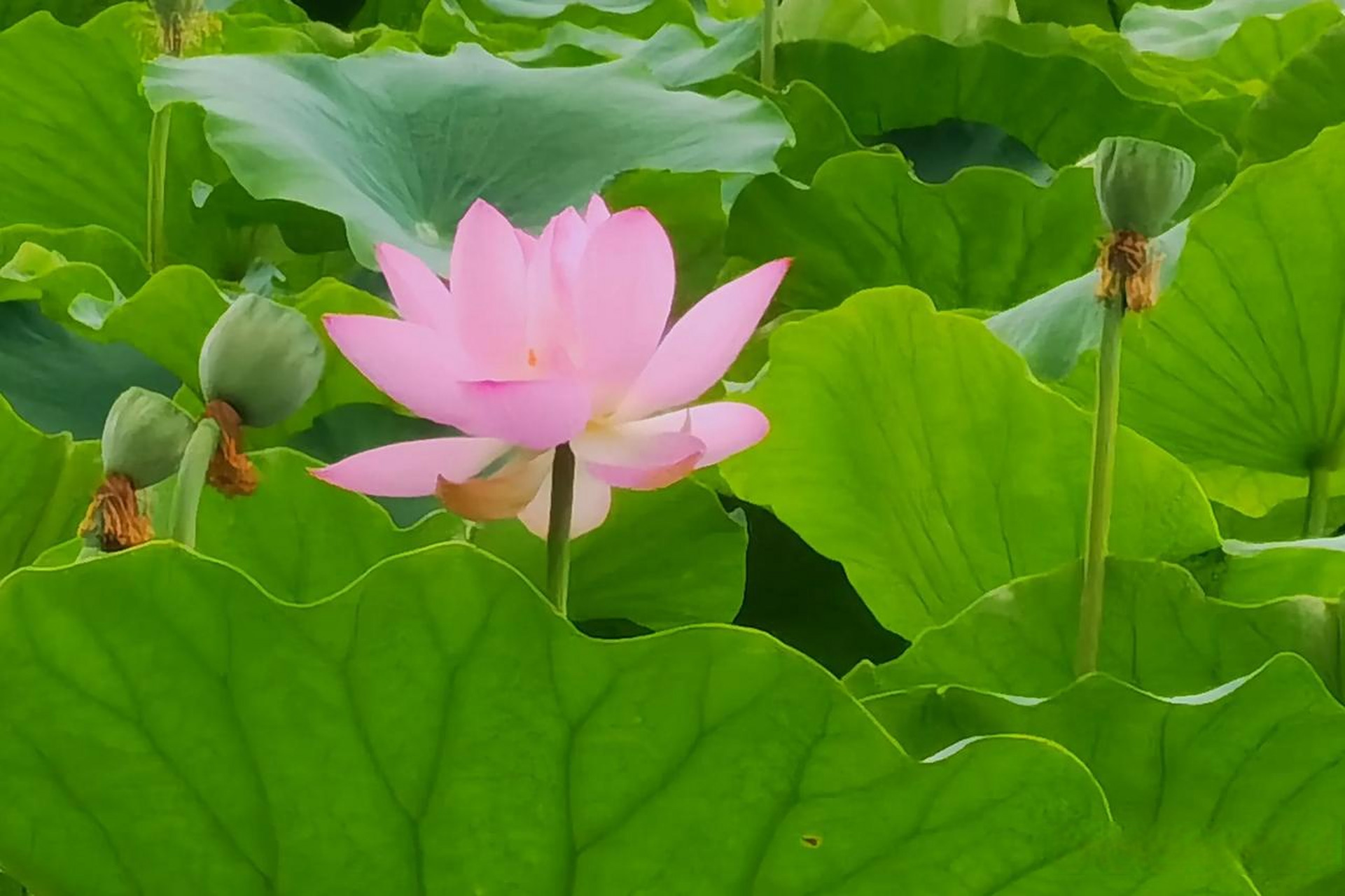 山西省垣曲县王茅村荷塘开放,夏天特有的美景.