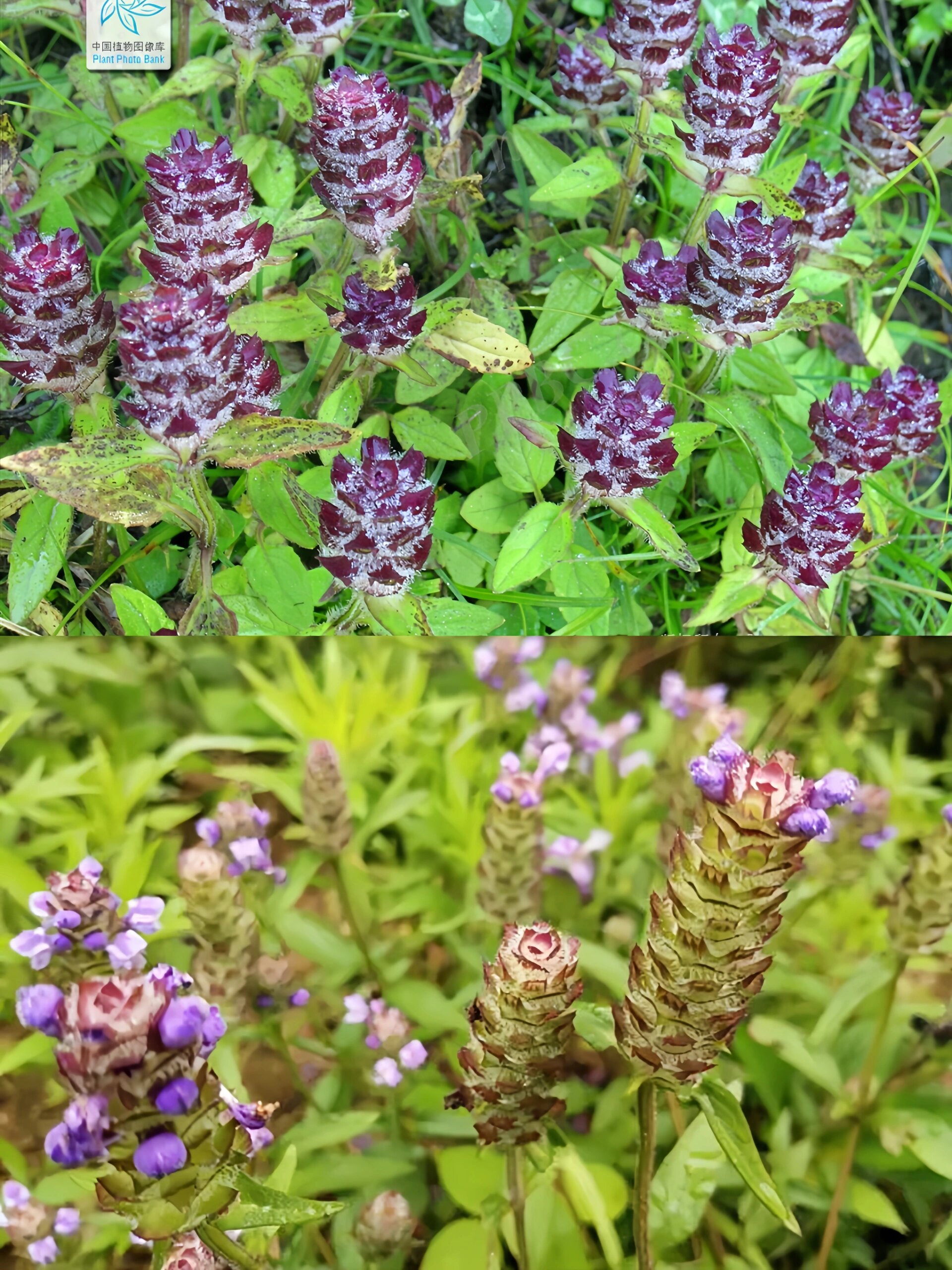 第35期61每天认识一味中草药|夏枯草