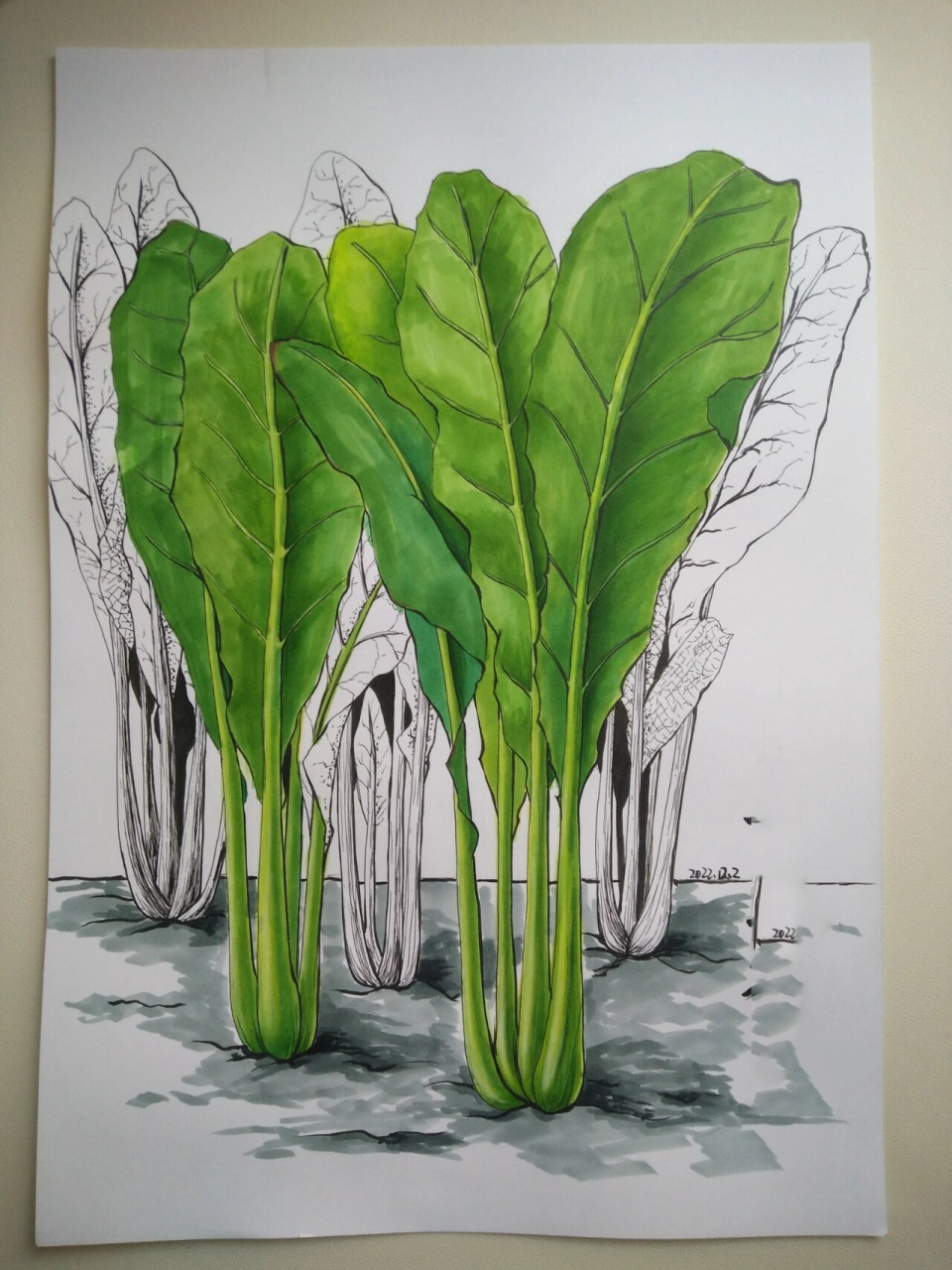 青菜绘画线描马克笔插画装饰画儿童画原创 喜欢绿色系,所以来一幅绿油