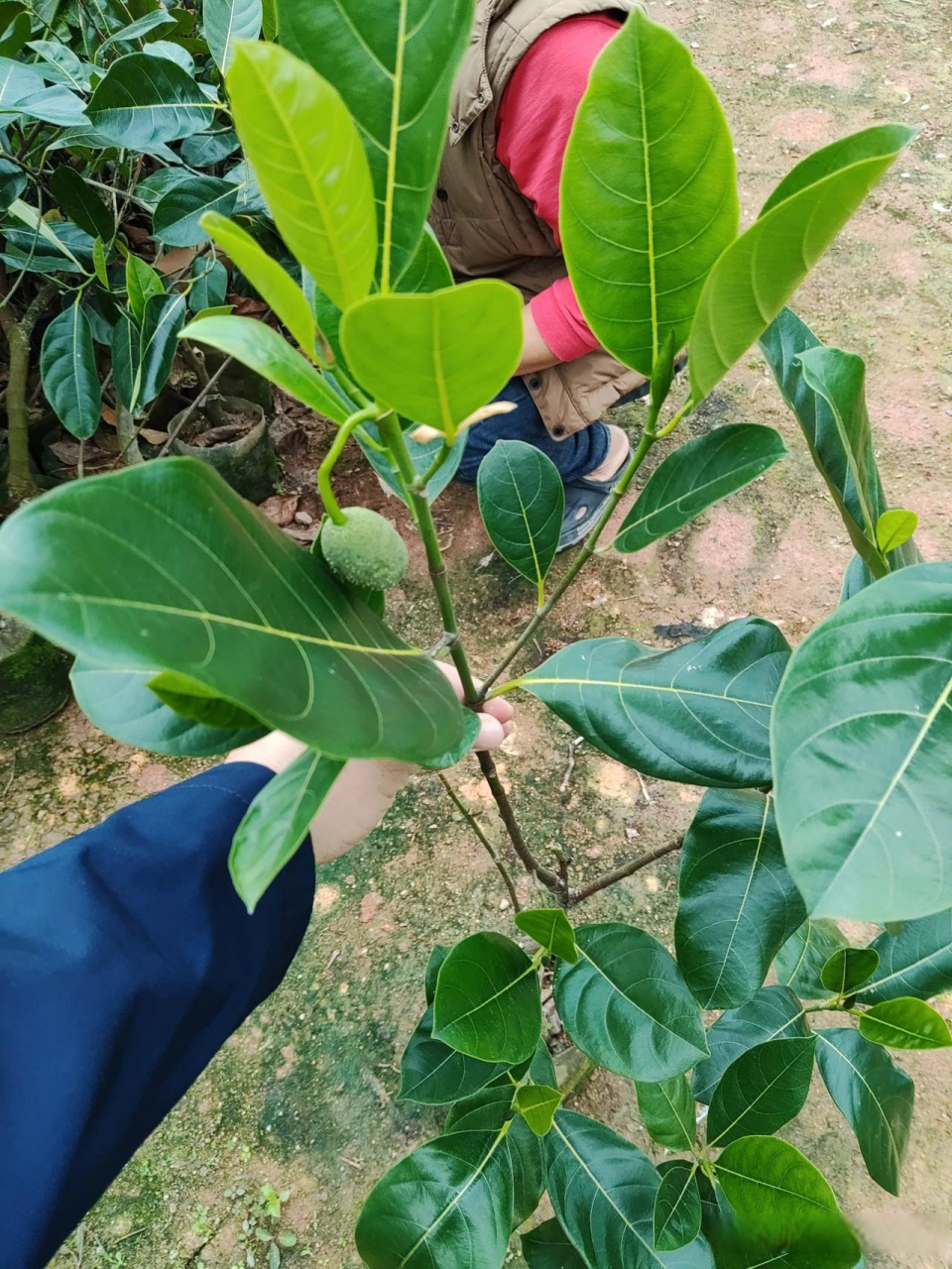 泰国12号菠萝蜜,泰国8号菠萝蜜,越南红宝石菠萝蜜嫁接果苗批发啦新
