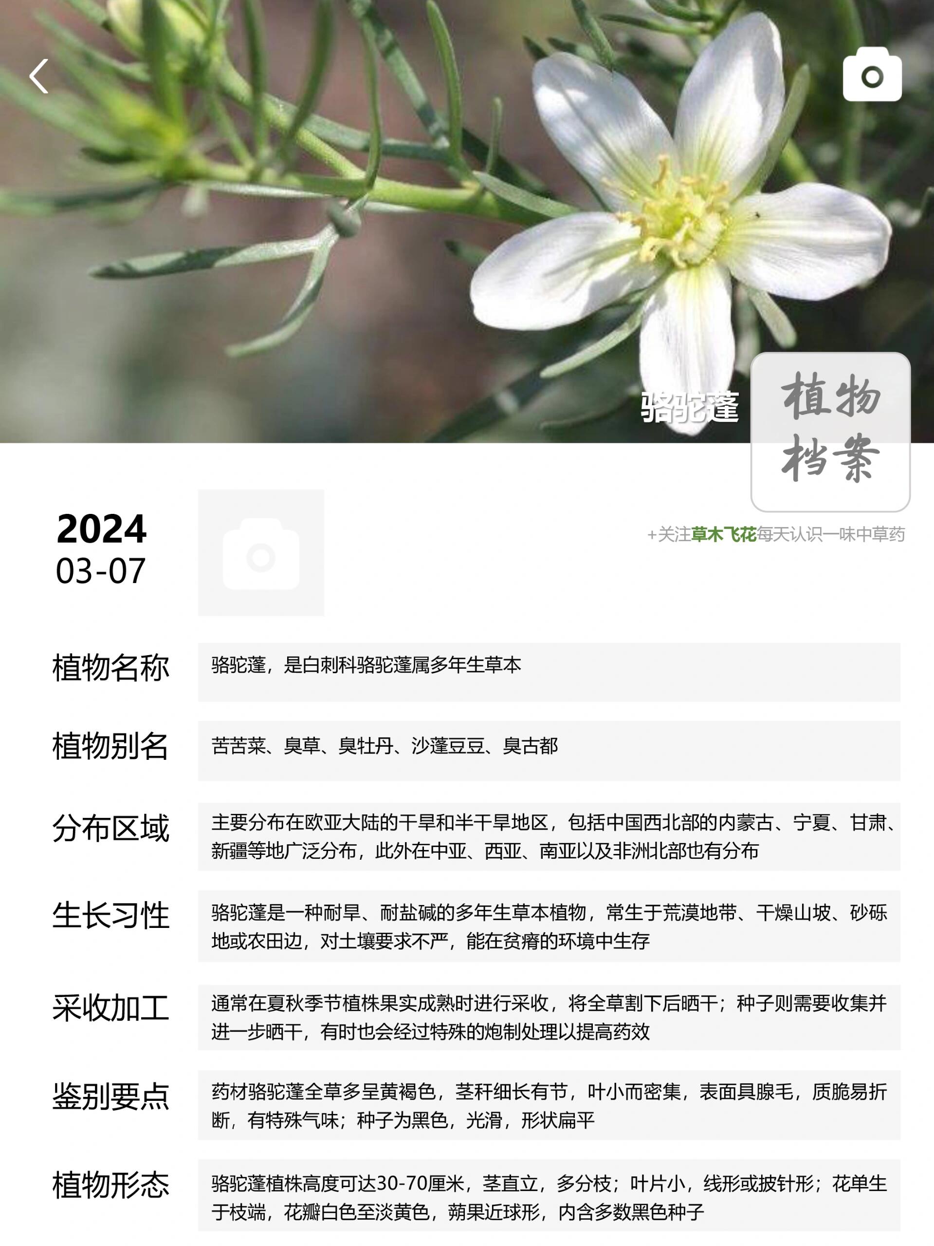 每天认识一味中草药-骆驼蓬91 92骆驼蓬,是白刺科骆驼蓬属多年生