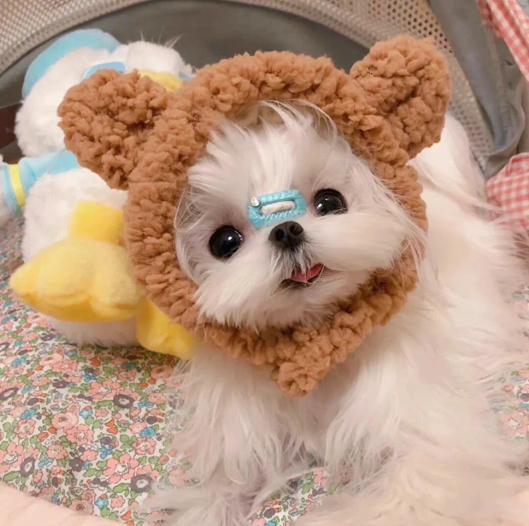 犬系萌宠动物头像