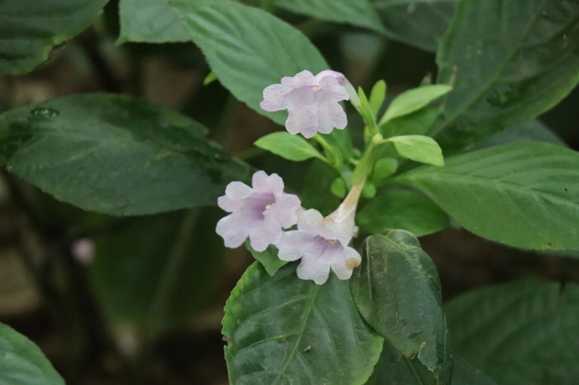 植物51-板蓝丨就是大名鼎鼎的板蓝根 板蓝 baphicacanthus cusia 爵床