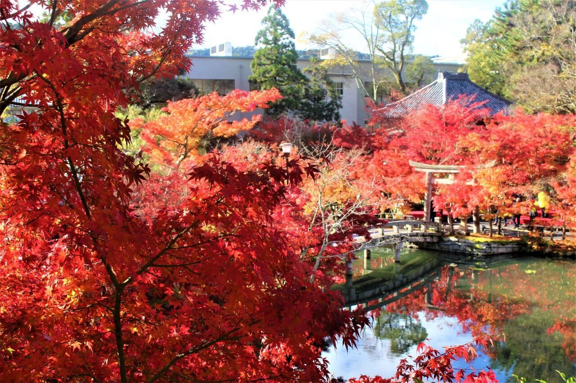 京都|最全赏枫叶宝藏路线 收藏版 11566清水寺周边(11月下旬)
