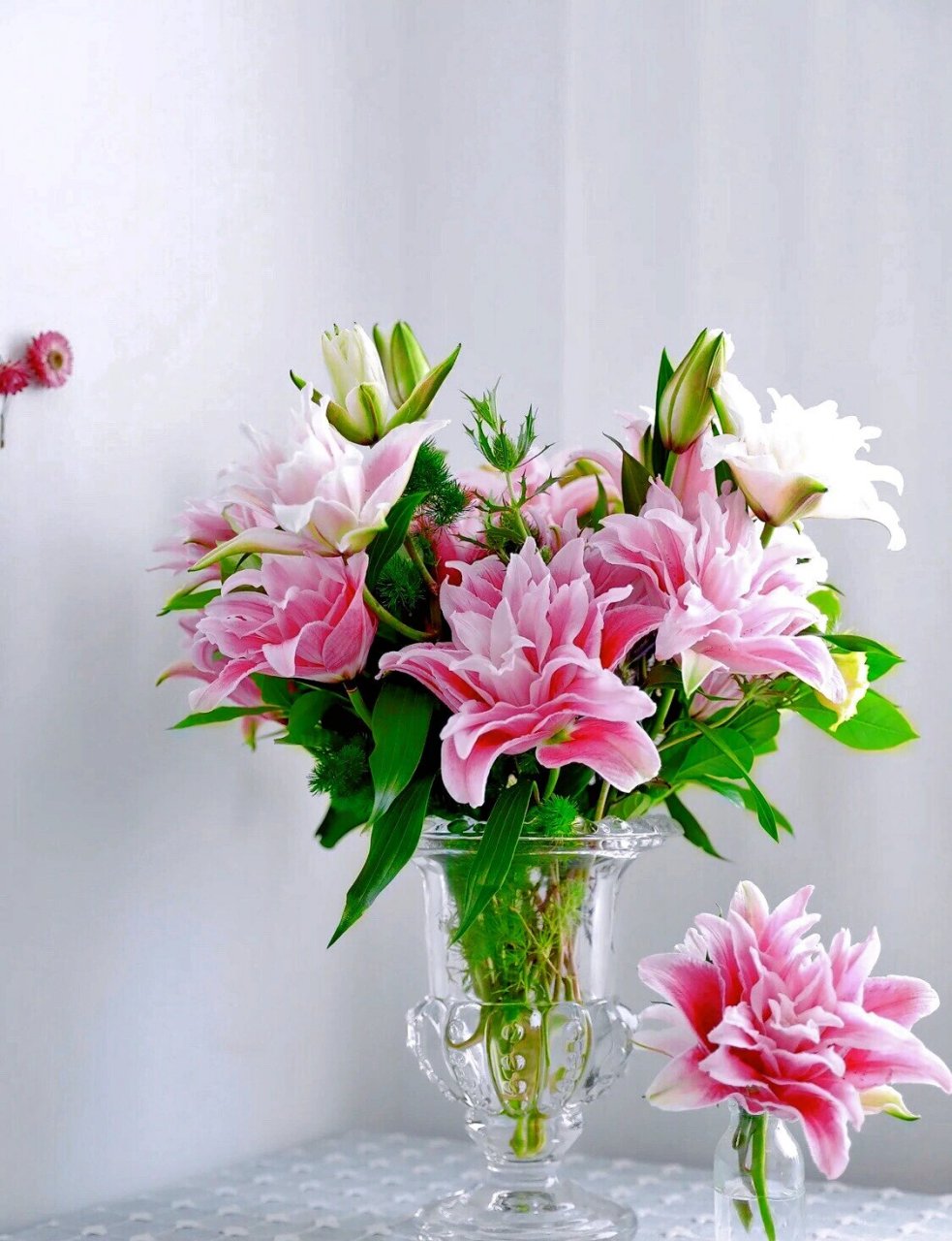 当下花房# #百合# #花语# #百合花# #伊莎贝拉重瓣百合