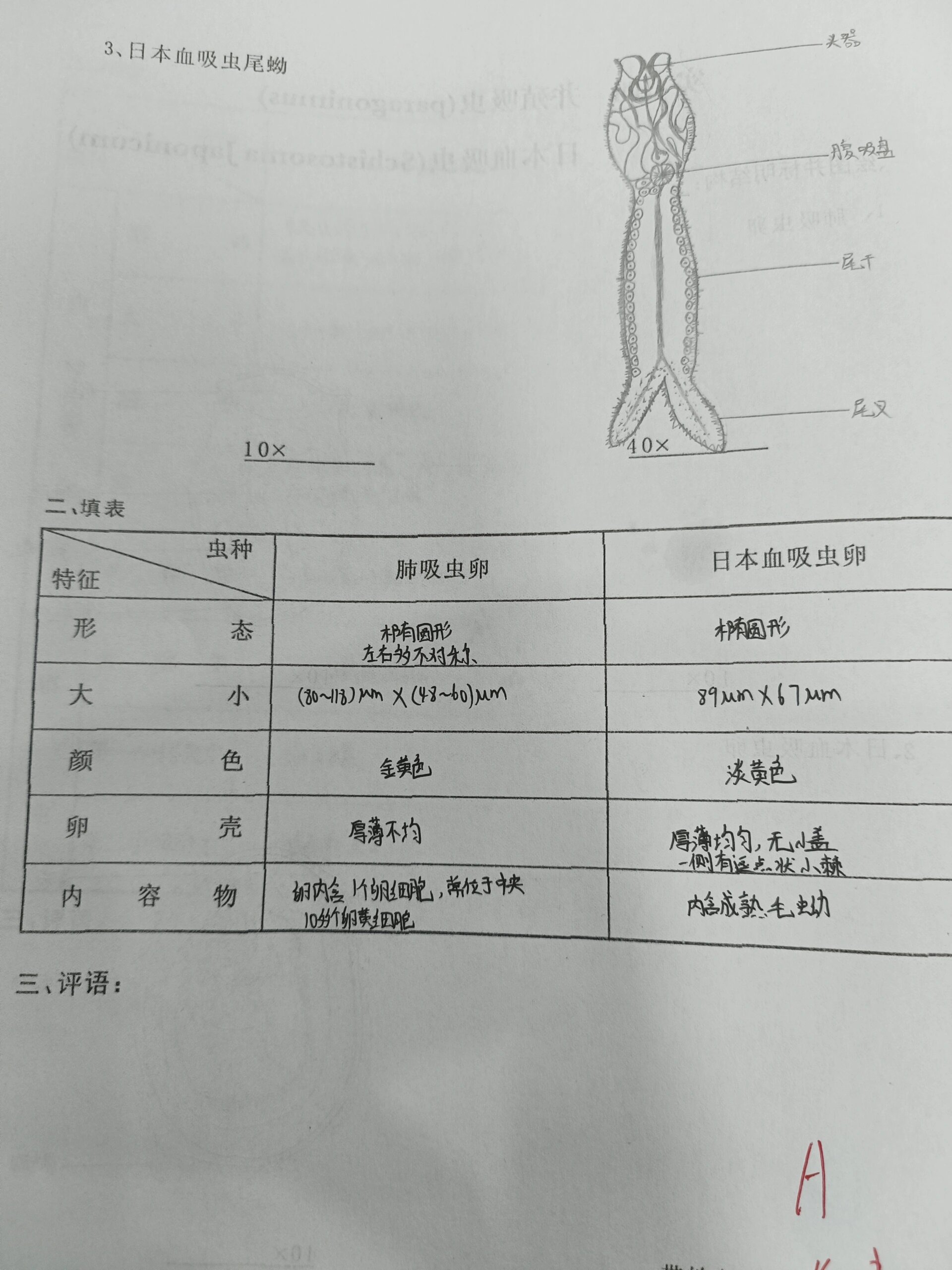 日本血吸虫 肺吸虫卵,日本血吸虫卵,日本血吸虫尾蚴实验报告