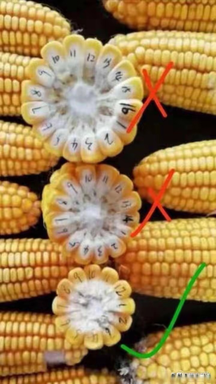 生活手记#转基因玉米.@爱生活爱分享的幽兰的动态