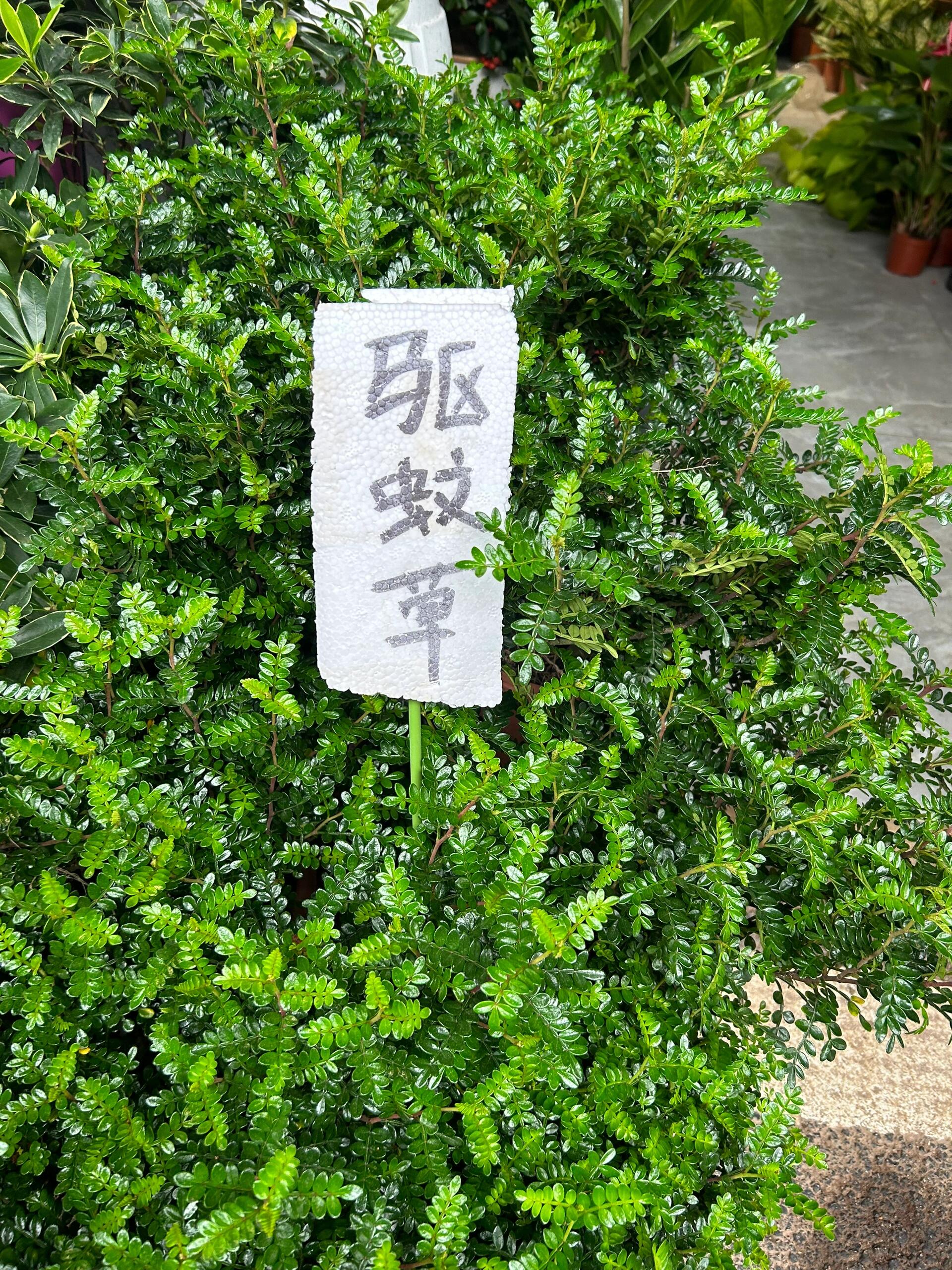 ""不!这是驱蚊草!