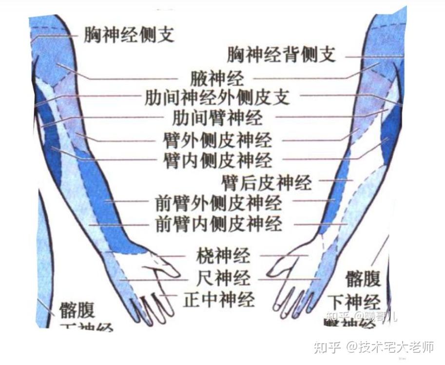 感觉神经节段分布图图片