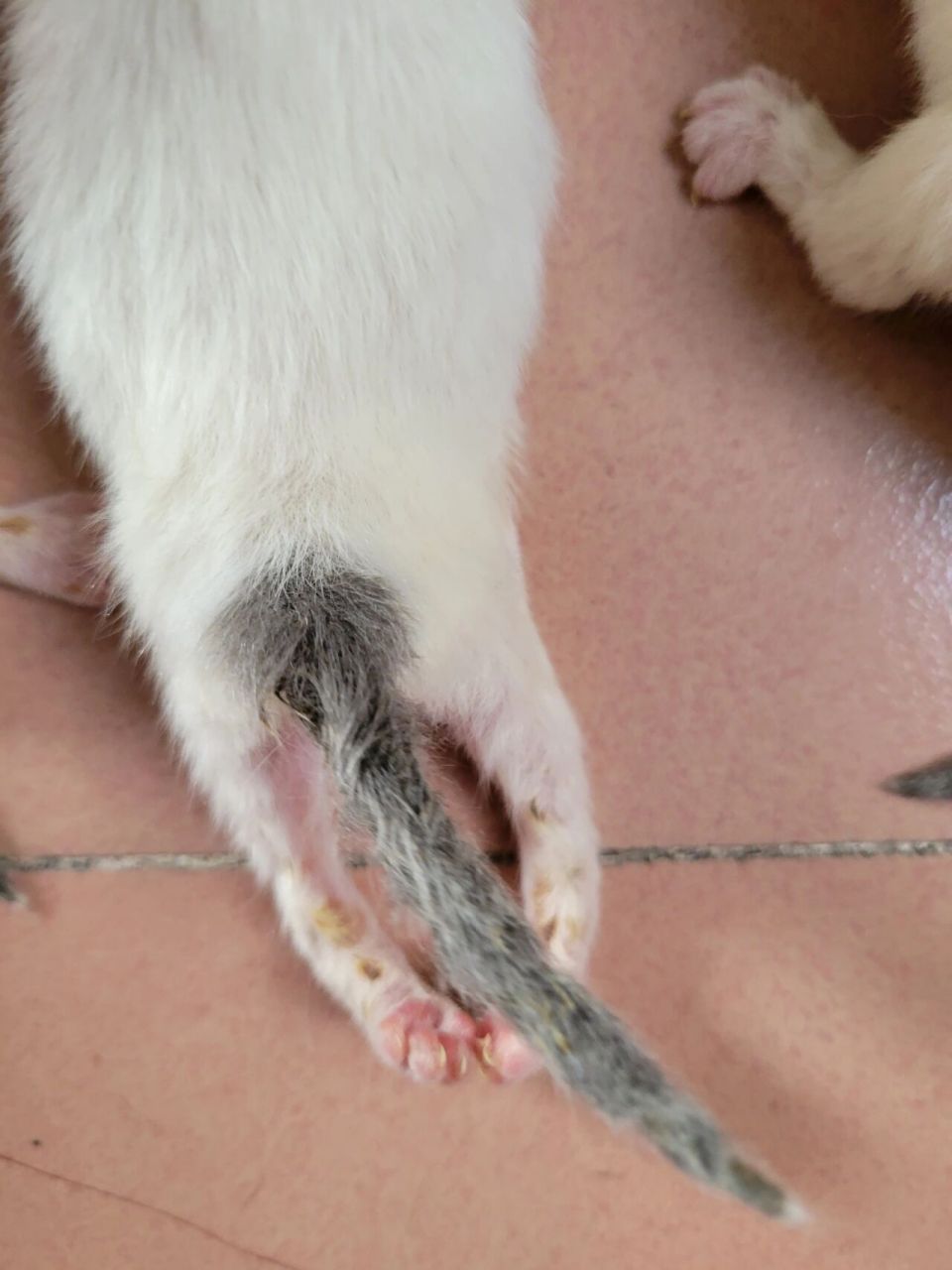 刚出生几天的小猫后腿外翻 小猫出生三天了,后面观察到小猫后腿外翻