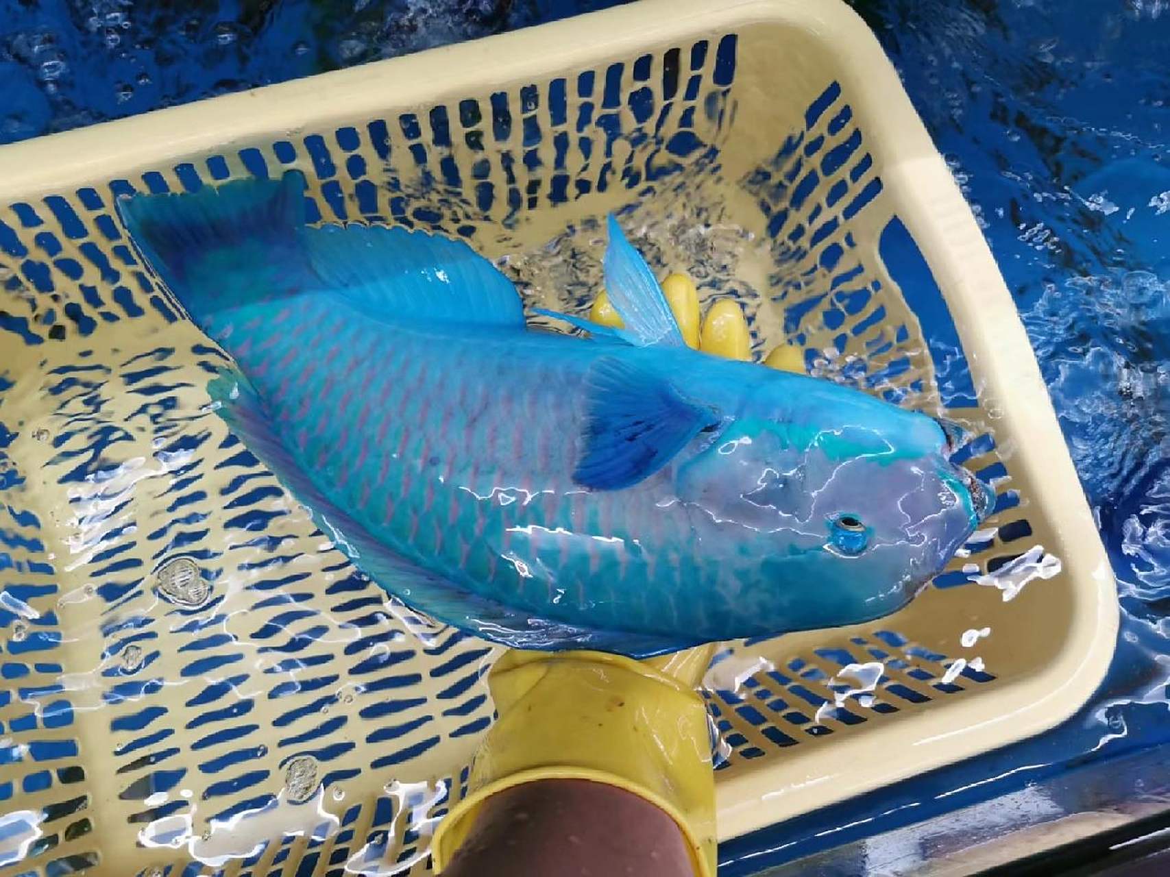 清蒸青衣鱼 一斤重的青衣鱼,蒸十一分钟,淋一层明